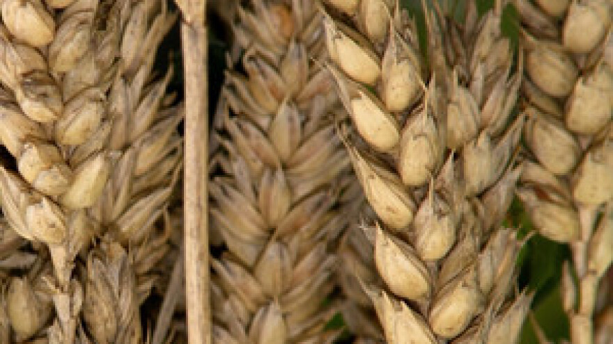 Održana sjednica Savjeta za žitarice