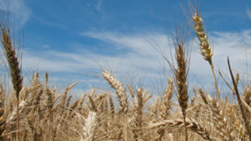 Nema razloga za paniku oko skladišnice za žito