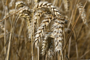 Jakovina: Uredbom o GMO nismo pogodovali uvozničkim lobijima