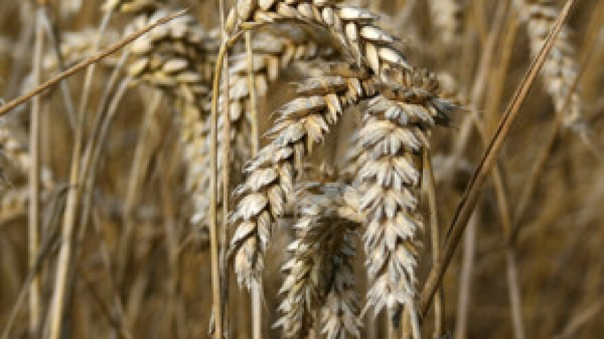 Jakovina: Uredbom o GMO nismo pogodovali uvozničkim lobijima