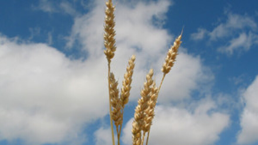 Prodor Poljoprivrednog instituta Osijek na domaće i inozemno tržište