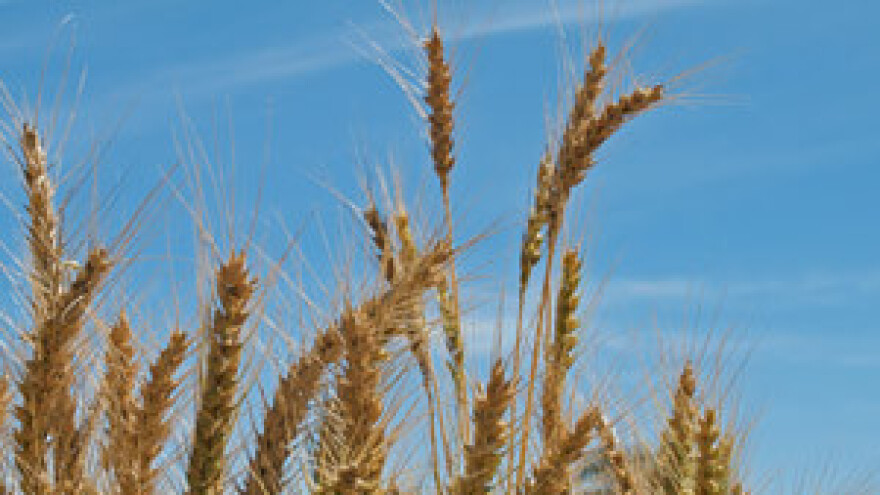 Za kilogram pšenice avansno 0,70 kuna