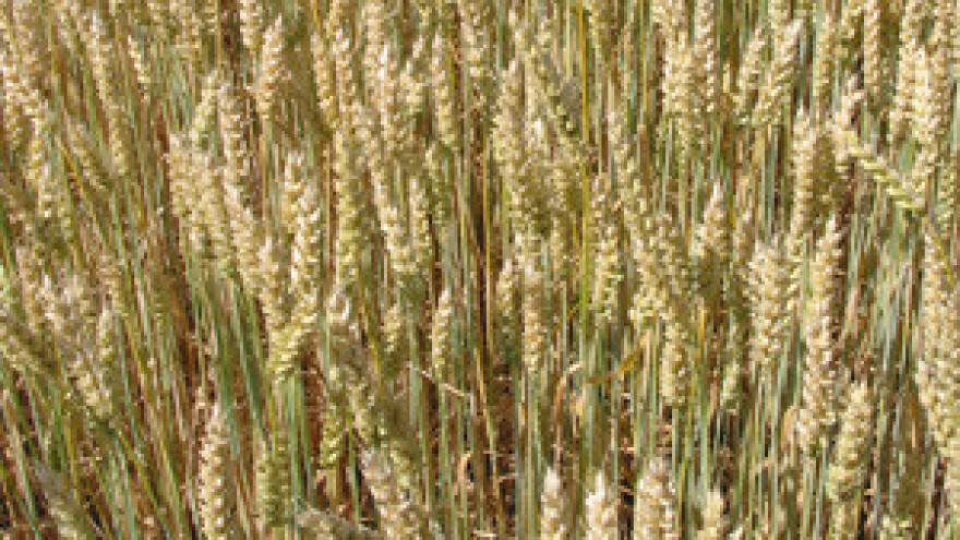 Površine pod pšenicom povećane 14 posto