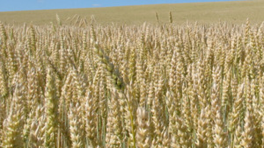 Čakovečki mlinovi pšenicu otkupljuju za 1,35 kuna