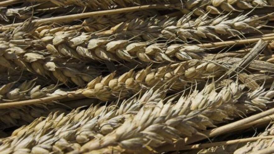 Raste cijena pšenice