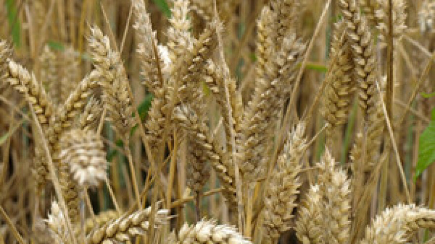 Slavonski ratari trljaju ruke!