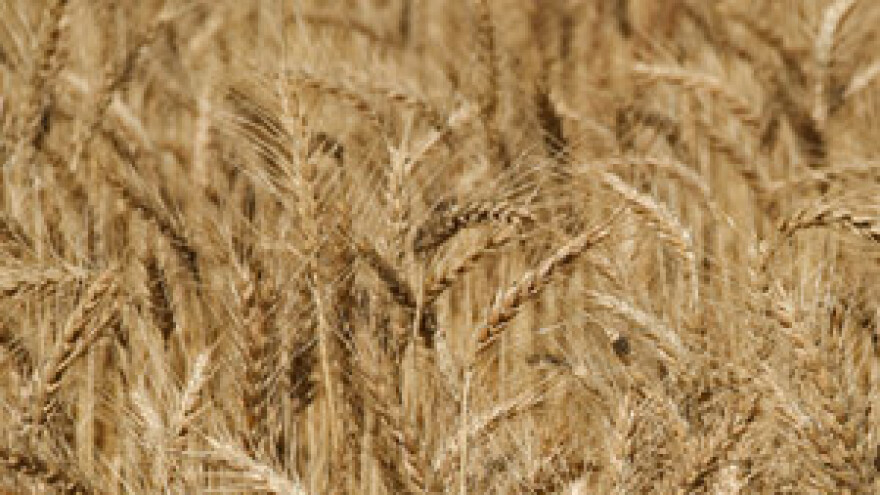 Cijenu pšenice u Hrvatskoj uskladiti s europskom