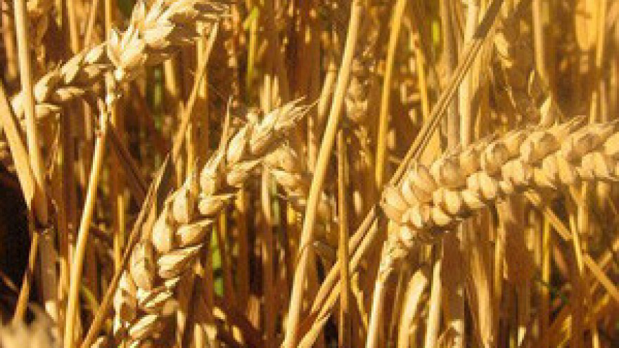 Cijene pšenice neće rasti na 1,50 kuna