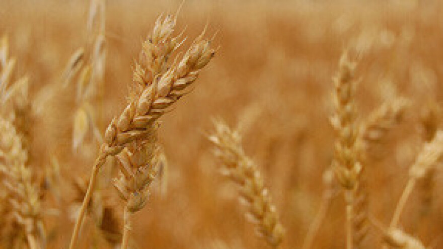 Ratari nezadovoljni otkupnom cijenom pšenice