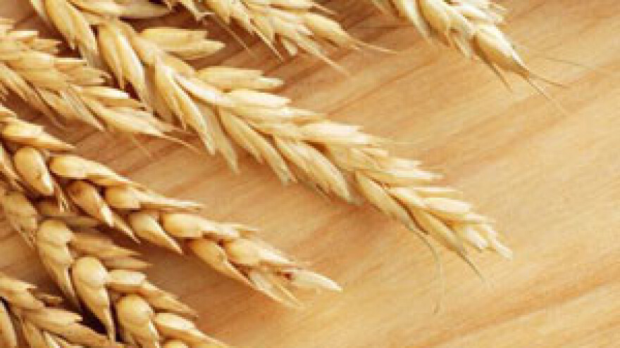 Napetost zbog otkupne cijene pšenice, prijave pljušte