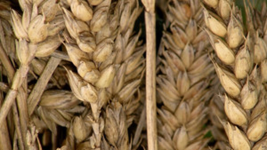 Smrdljiva snijet pokvarila dojam dobre žetve