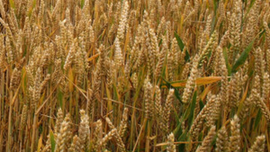 Ratari koji su sijali tavanušu sad u problemima