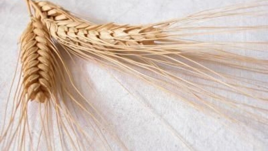 Prehrambena utopija i neuhranjena stvarnost