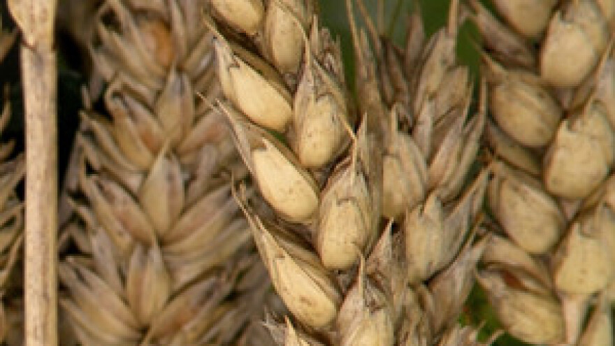 Vlada izvoznim carinama protiv poskupljenja hrane