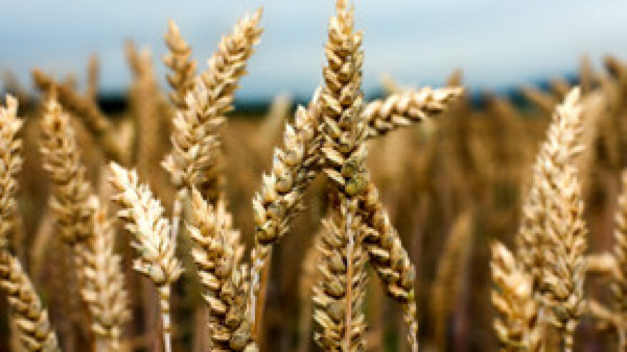 Ratarima mrvice, otkupljivačima velika zarada