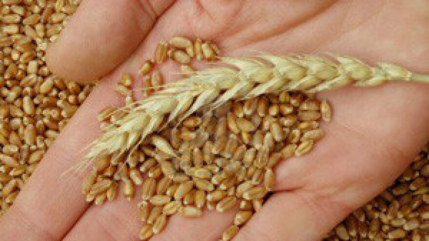 Ratari u transportu gube tone uroda