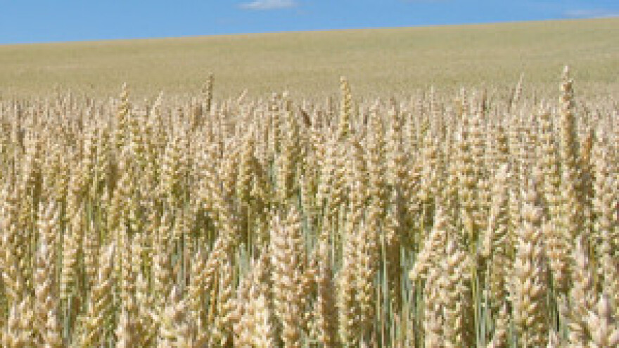 Svjetsko tržište pšenice u kolovozu 2012.