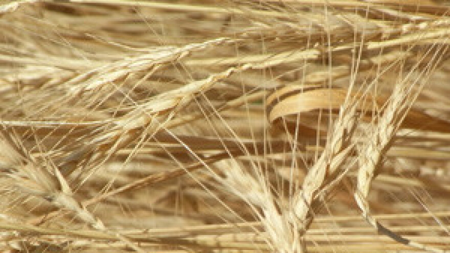 Još ništa od izvoznih carina na žitarice