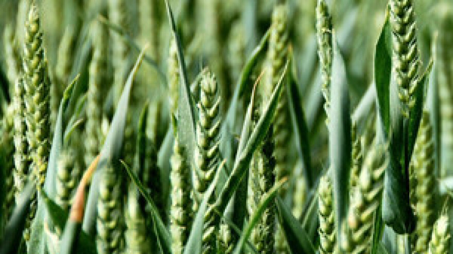 Sve češće sije se tavanuša