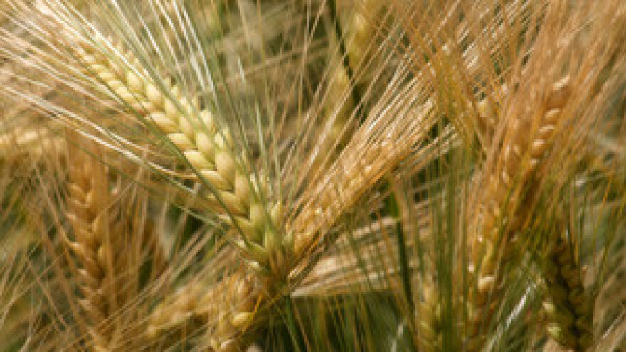 Velika zemljišna reforma