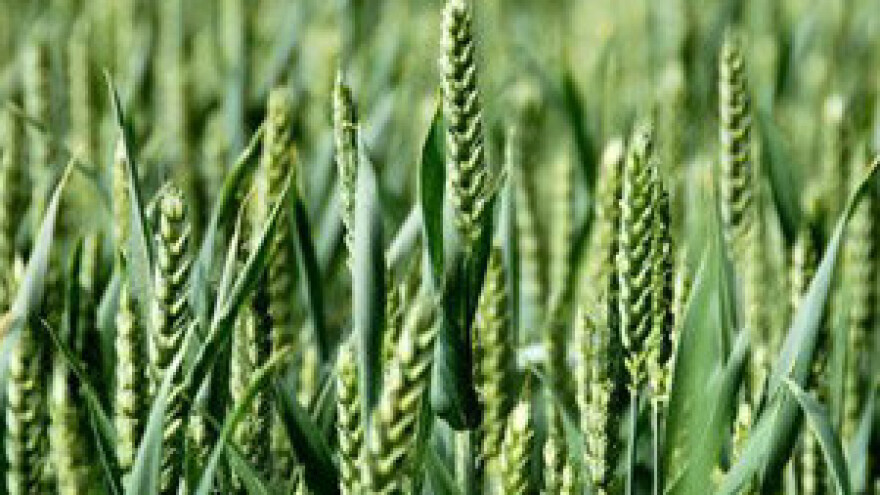 UN želi zaustaviti velike koncerne u "otimačini zemlje"