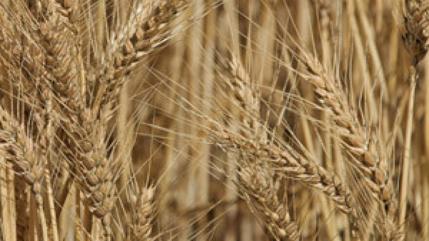 Poljoprivredna proizvodnja u Srbiji za 2012. godinu manja za 20 posto