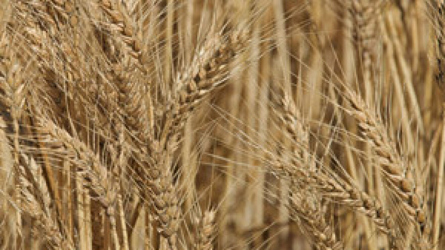 Loša godina za poljoprivredu