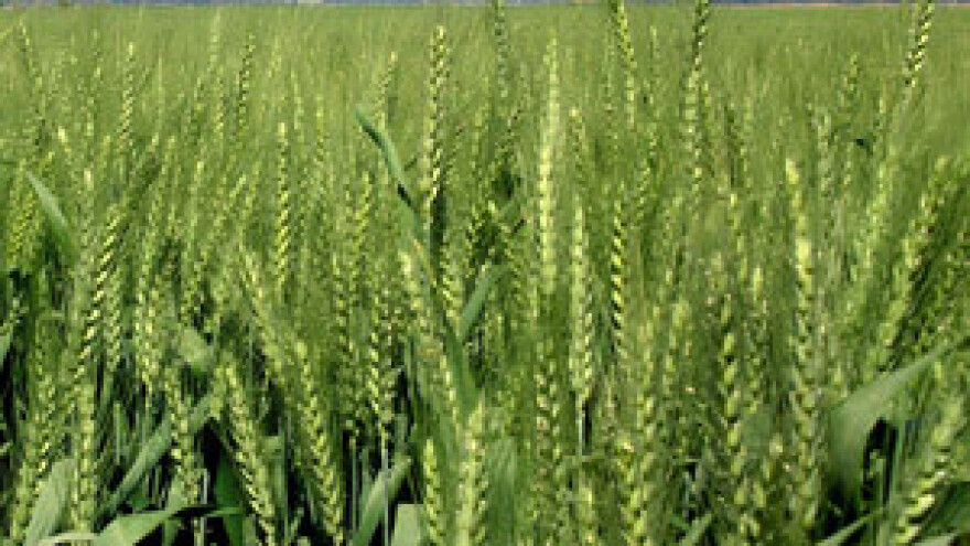 Nema straha od tavanuše