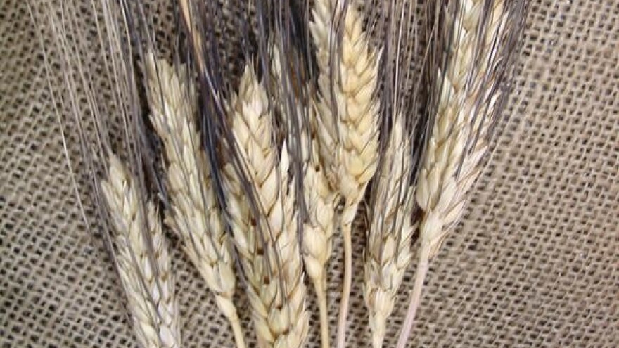 Ponovo razgovori o cijeni pšenice