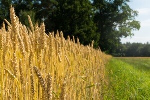 Sutra u Saboru rasprava o novom zakonu o poljoprivrednom zemljištu