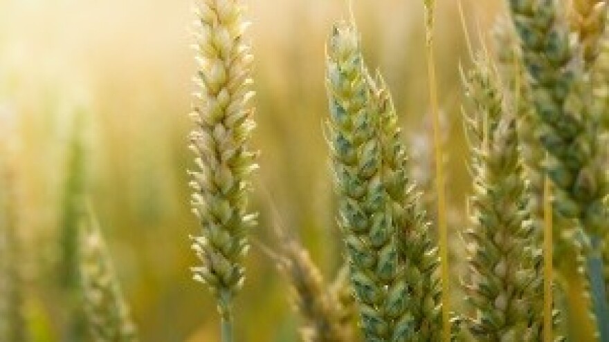 Kome pogoduje agrarna reforma: poljoprivredniku ili tajkunu?