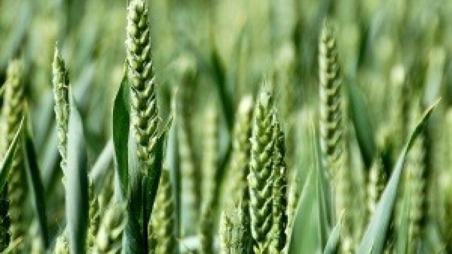 Predstoji prihrana pšenice i ječma