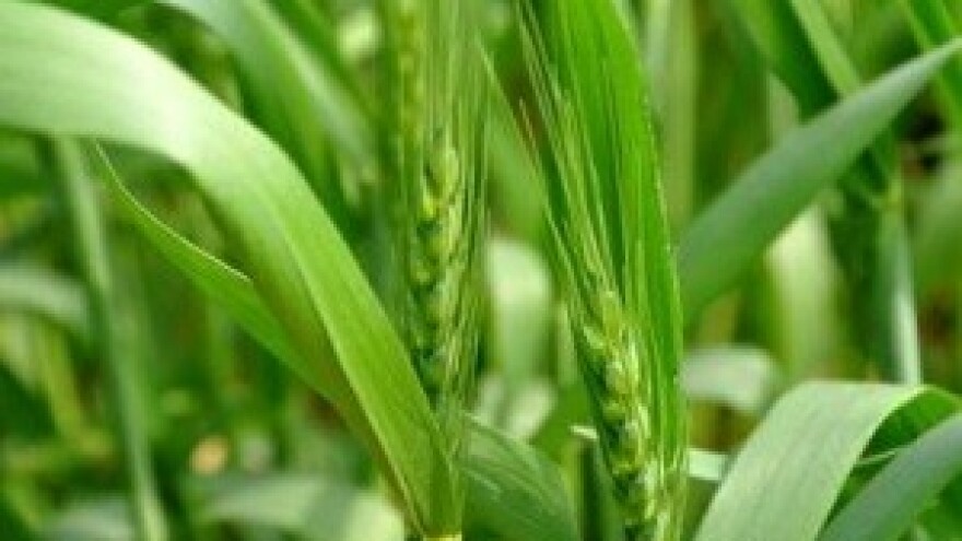 U strukturi zasijanih površina najzastupljenije su žitarice