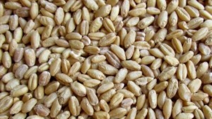 Počelo suđenje za nestalu pšenicu iz slatinskih silosa