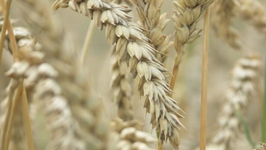 Isplata poticaja za pšenicu