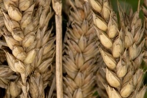 2,1 milijuna kuna za skladištenje i sušenje žitarica i uljarica