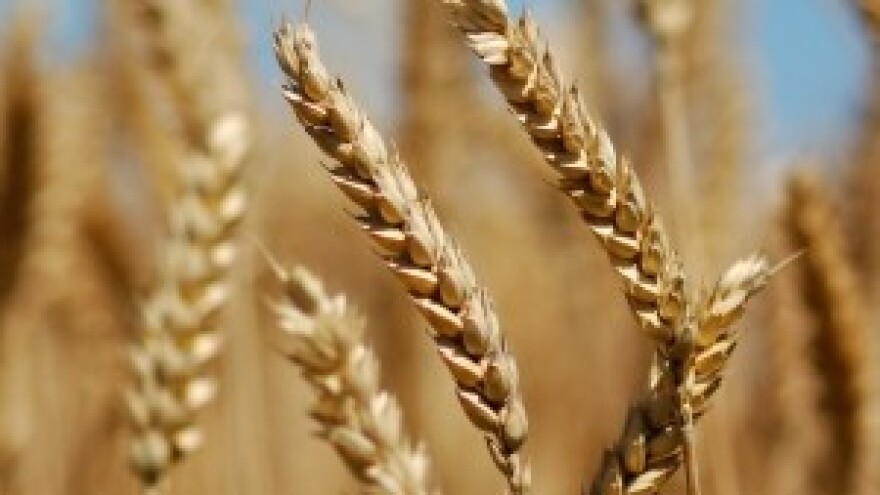 Izum znanstvenika: Super pšenica