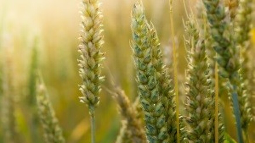 Japanci ne žele američku GMO pšenicu