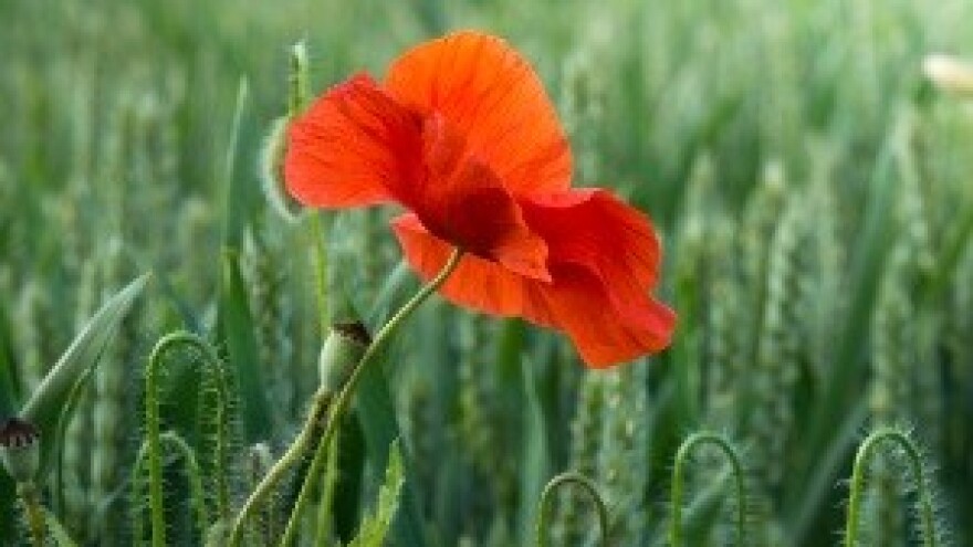 Neobrađeno preko 38 posto poljoprivrednog zemljišta