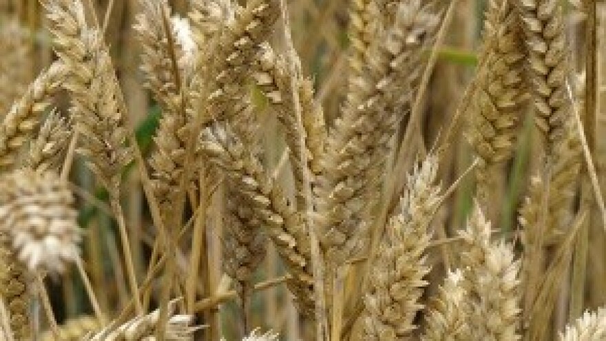 Ako se ispravno tretira, prinos pšenice trebao bi biti dobar
