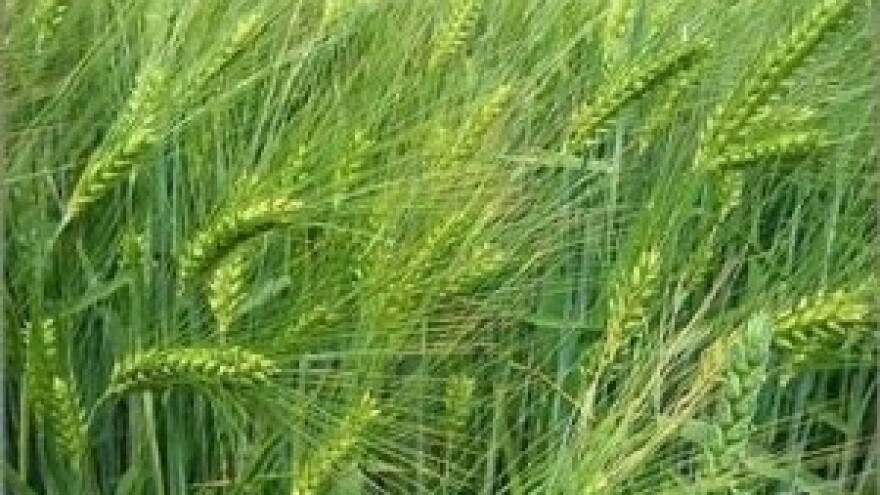 Thiofer - odgovor za sve vremenske uvjete!