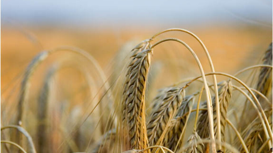 Dio pocrnjele pšenice bit će za stočnu hranu