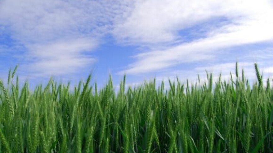 Bolesti pšenice i ječma