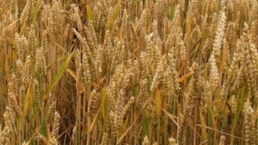 Cjenkanje za pšenicu