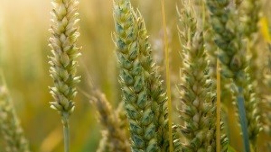 Ratari bi se trebali snaći i pronaći menadžere za prodaju pšenice