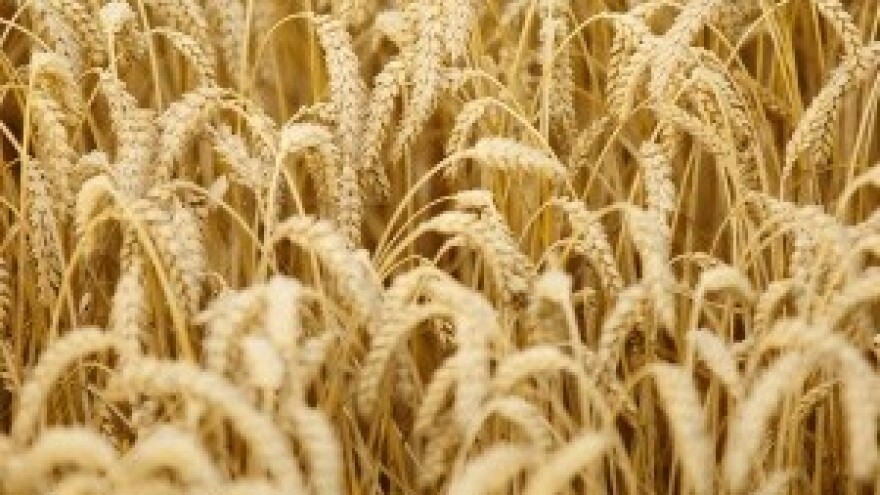 Europa se približava gornjoj granici prinosa po hektaru