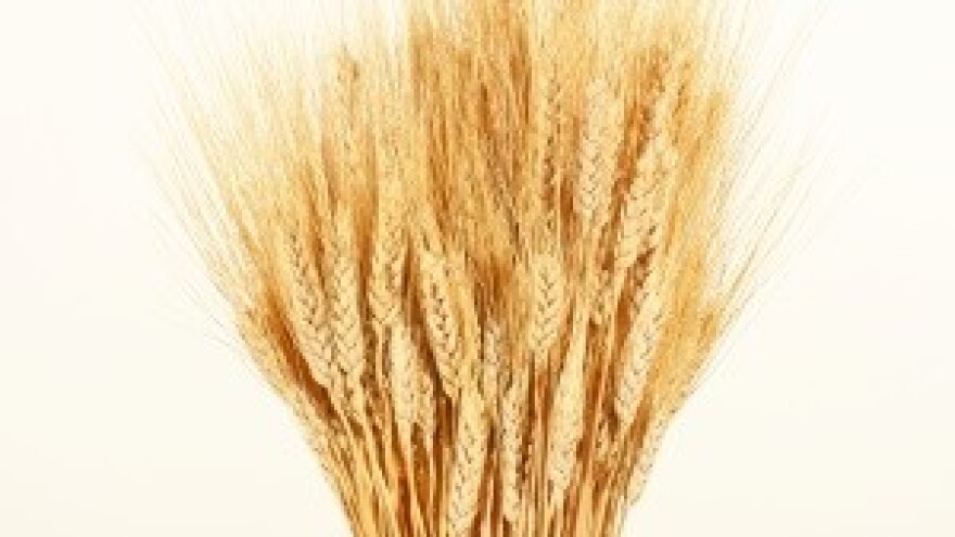 Državne zalihe popunjene niskom cijenom pšenica