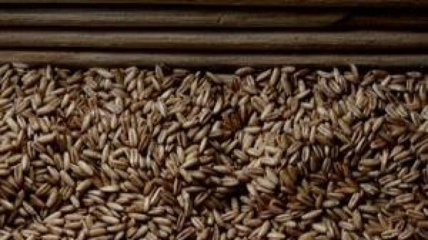 Rekordna proizvodnja žitarica - padaju cijene hrane