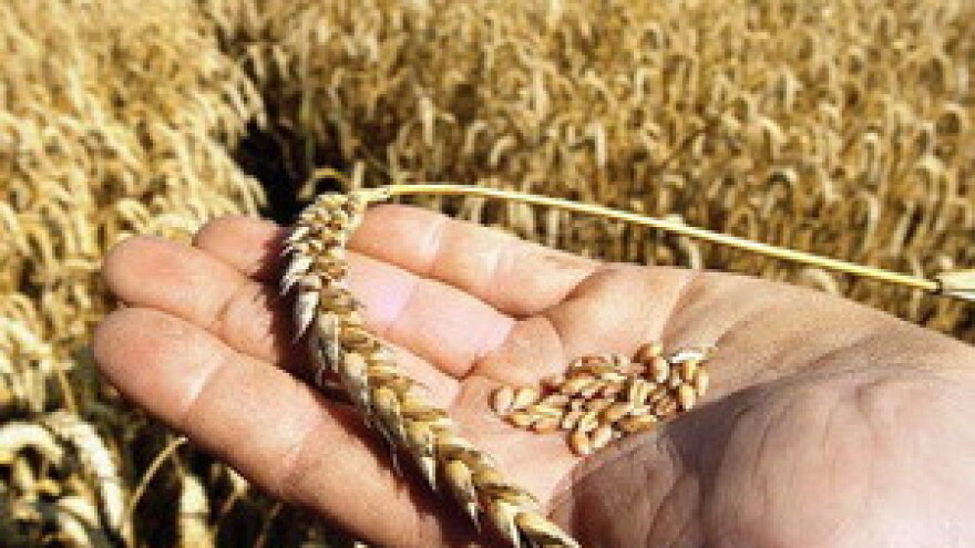 Kakva je situacija na svjetskom tržištu žitarica?