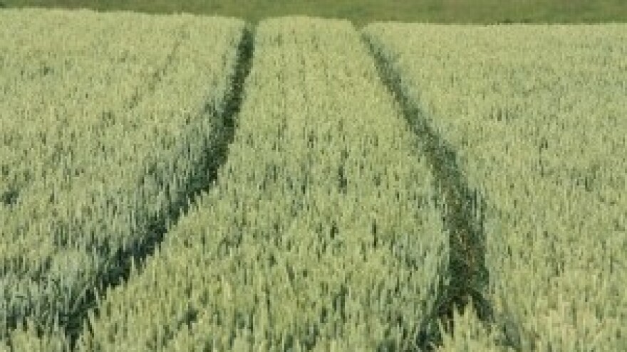 Ozima žita u uvjetima suhe i tople zime